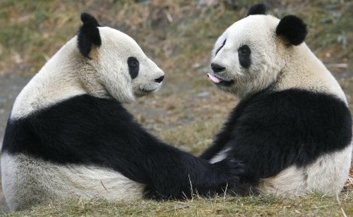 Google Talks About Pandas